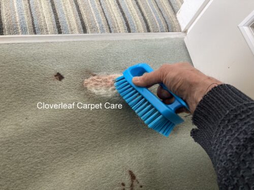 scrubbing blood stain